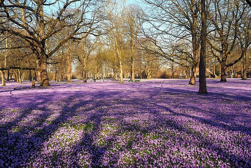 Reise zur Krokusbl&uuml;te nach Husum